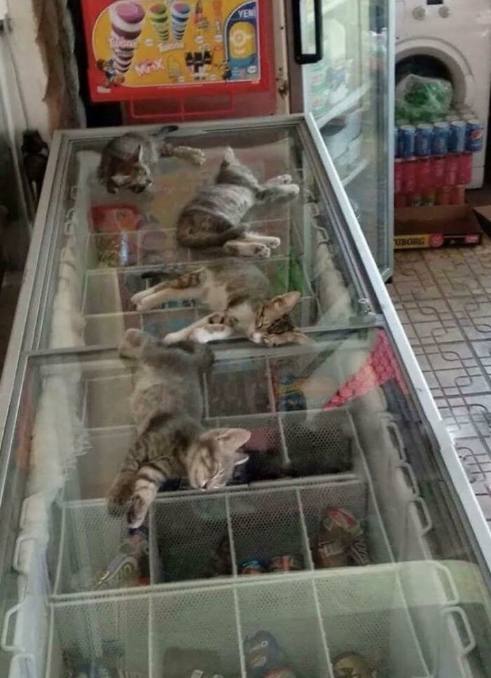 Hace mucho calor en la calle, por lo que la dueña de esta tienda les permite a los gatos entrar y dormir sobre el refrigerador