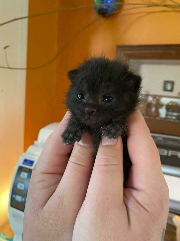 Un pequeño gato con pequeñas garras