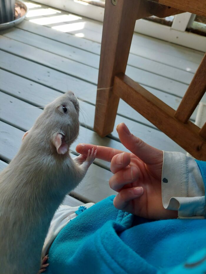 La rata de mi hija le da la mano cuando está nerviosa
