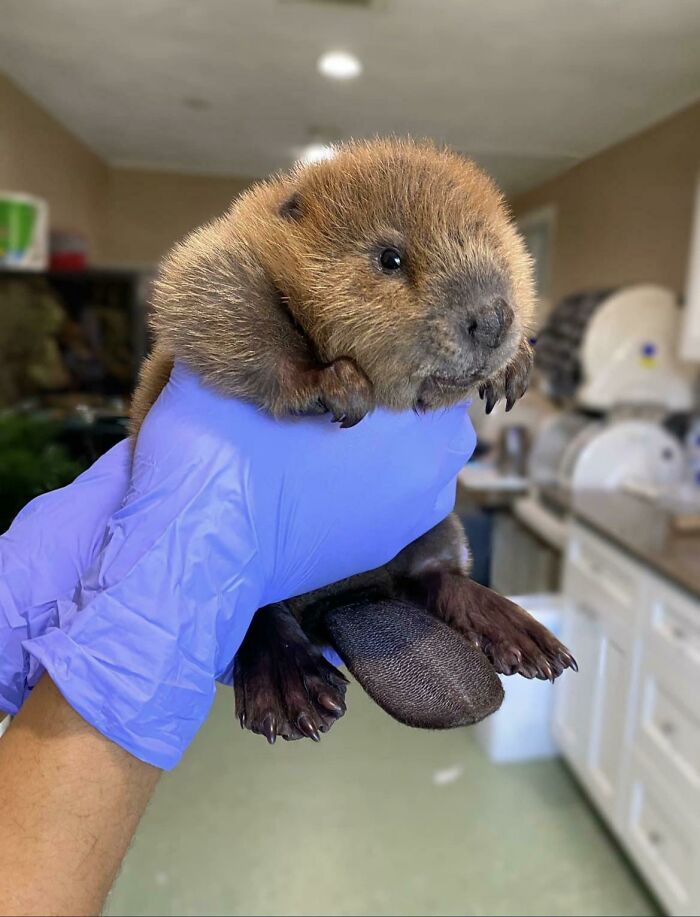 A Rescued Baby Beaver