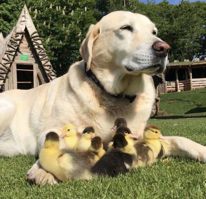 Fred And His Nine Ducklings