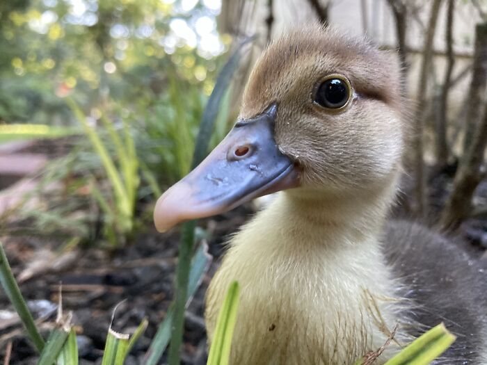 One Of Miss Ducky’s Babies