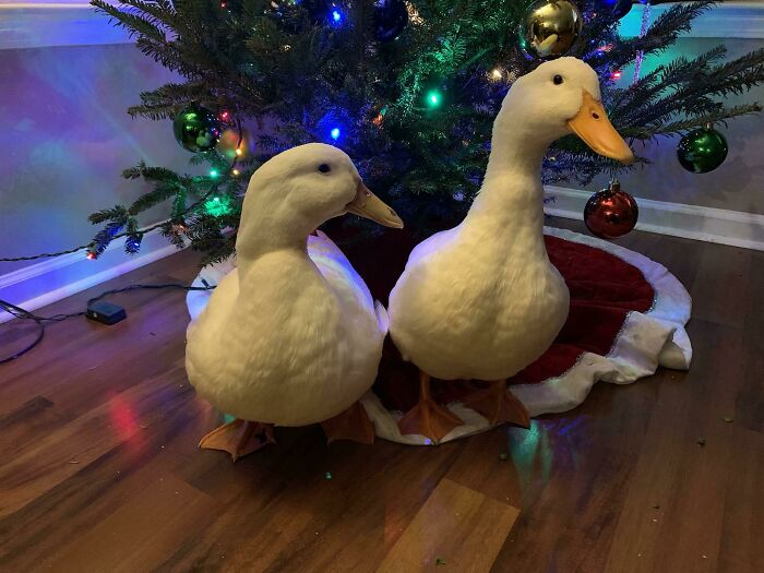 I Tried To Get Some Pics Of My Ducks With My Christmas Tree. They Didn’t Want To Leave The House After