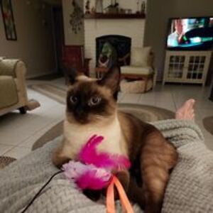 marcia_bandera avatar