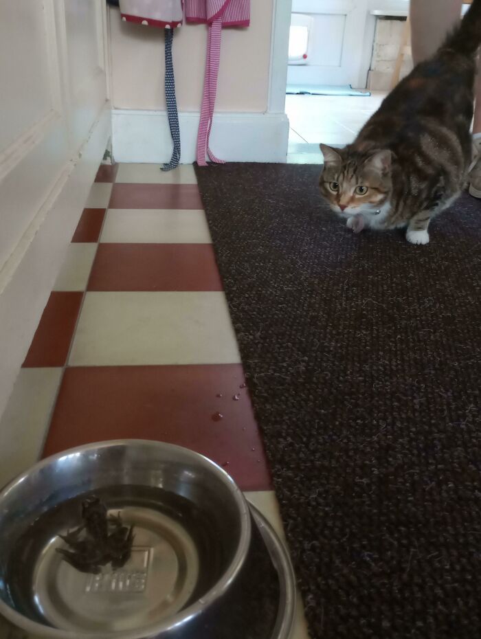 Mi gato acaba de poner una rana en el recipiente de agua de mi perro 