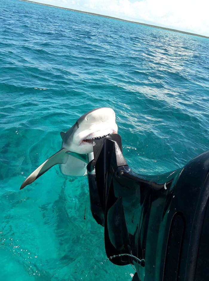El ataque de tiburón más lindo de la historia