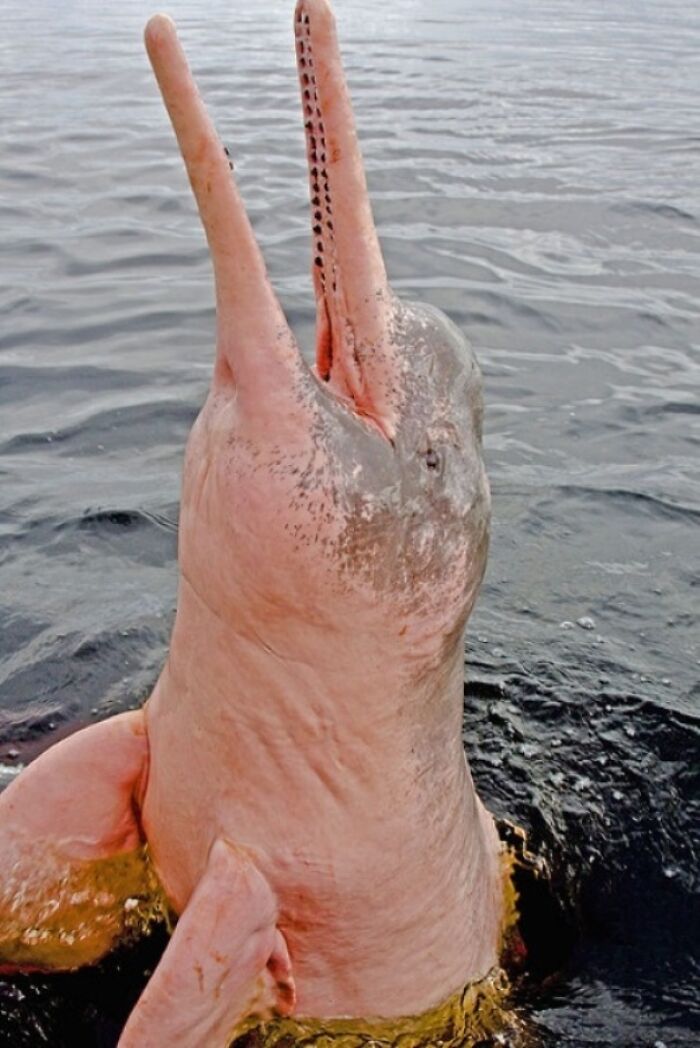 Pink Fresh-Water Dolphin In The Amazon