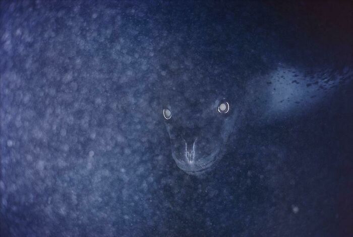 Picture Of A Leopard Seal Taken In The Dark Depths. Its Only Natural Predator Is The Killer Whale