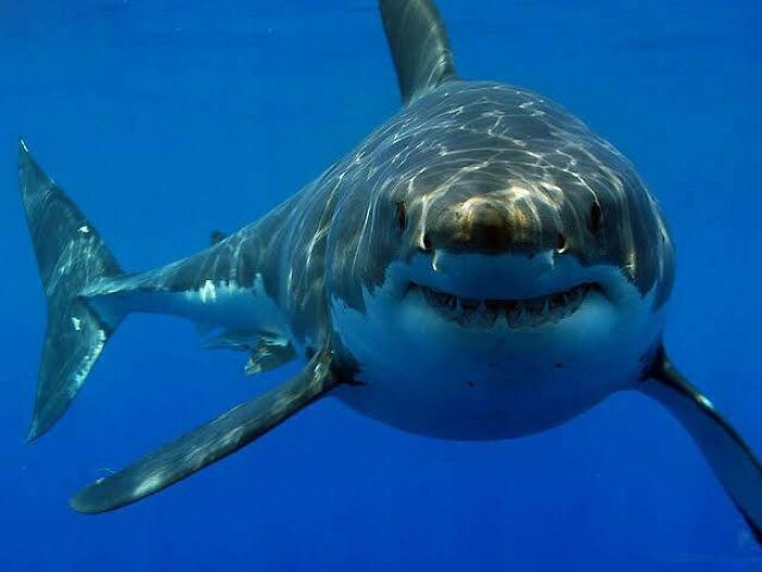 Los tiburones matan a menos de 6 u 8 personas, mientras que los humanos matan a unos 100 millones de tiburones al año
