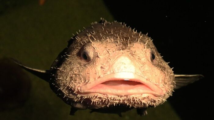 This Is What A Blob Fish Actually Looks Like Underwater In Their Natural Habitat