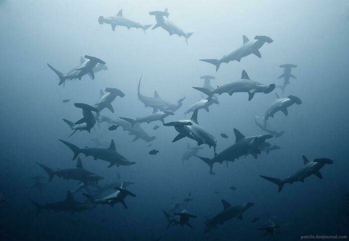 Hammerhead Sharks Nailing This Group Photo