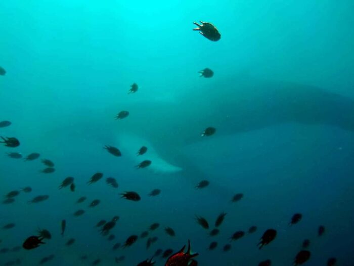 This Whale My Wife Saw While Supervising A Trydiver. First Dive And You See A Whale. Wtf