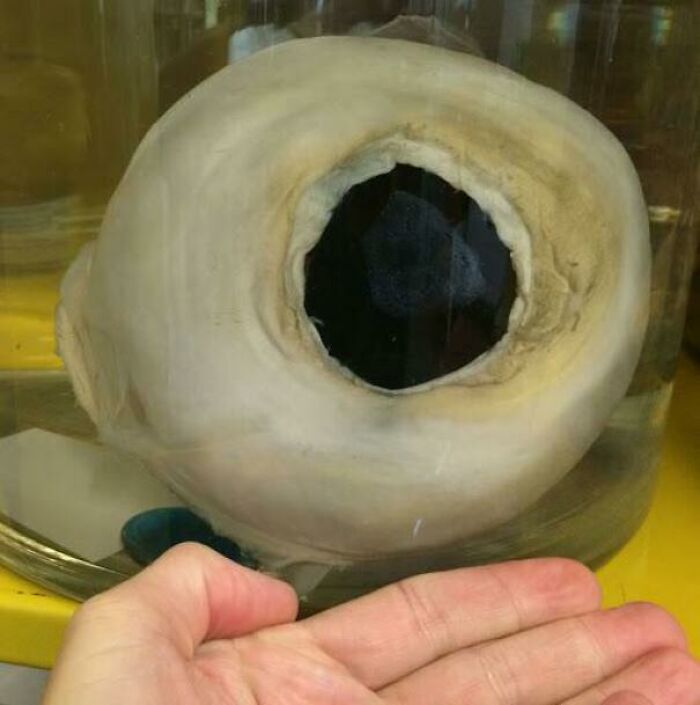 A Giant Squid Eye. It Has The Largest Known Eye In The Entire Animal Kingdom