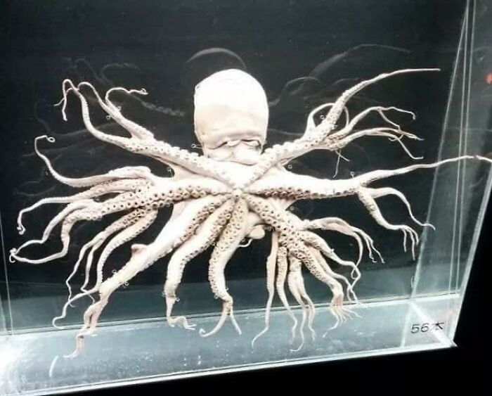 Octopus With A Disorder That Gave It 96 Arms