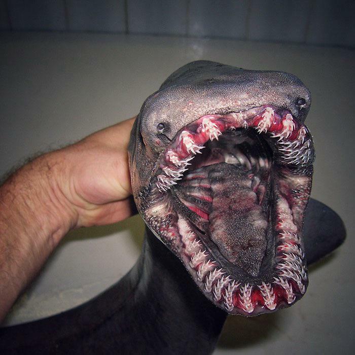 The Frilled Shark. I’m Not Thrilled At All