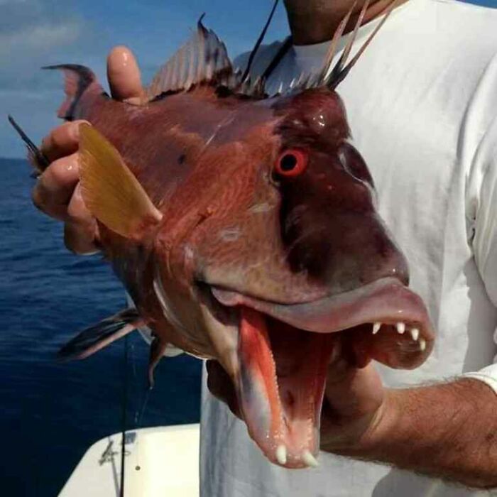 A Type Of Hogfish, Fresh Catch