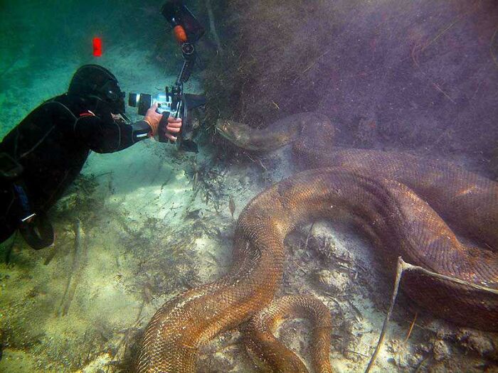 Un buzo tomando una foto de una anaconda debajo del agua