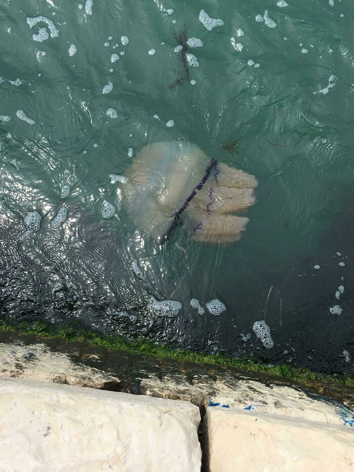 Spotted This Huge Jellyfish At A Promenade In Venice
