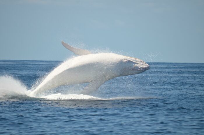 Una de las pocas ballenas albinas que quedan en la Tierra