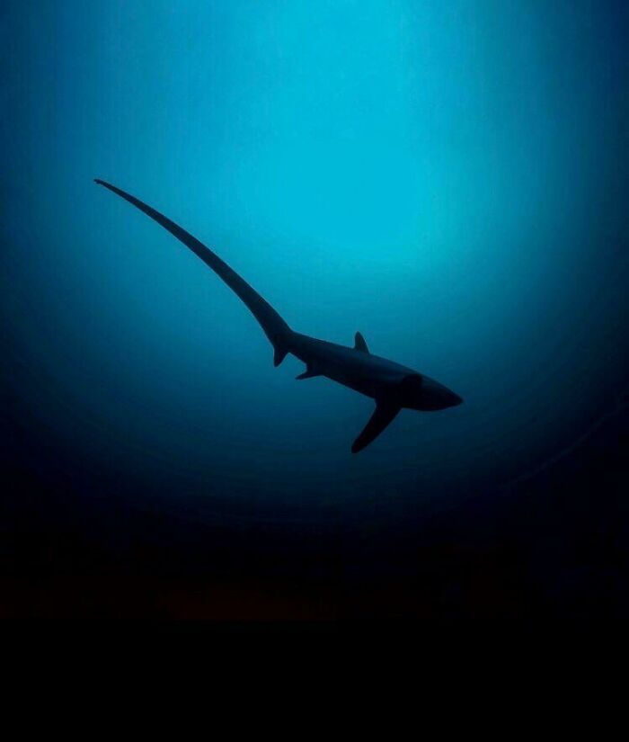 A Thresher Shark Is In Solitude. Its Tail Is Almost Its Body Length