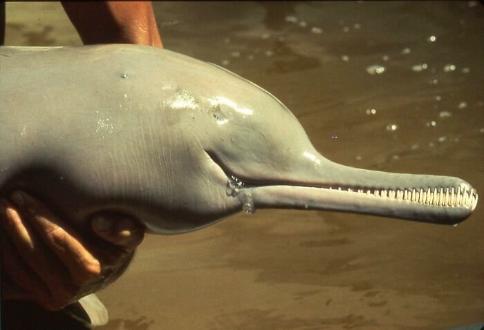 A River Dolphin’s Face. Its Eyes Have Degraded To The Point Of Blindness, But It Utilizes Echolocation To Find Its Prey