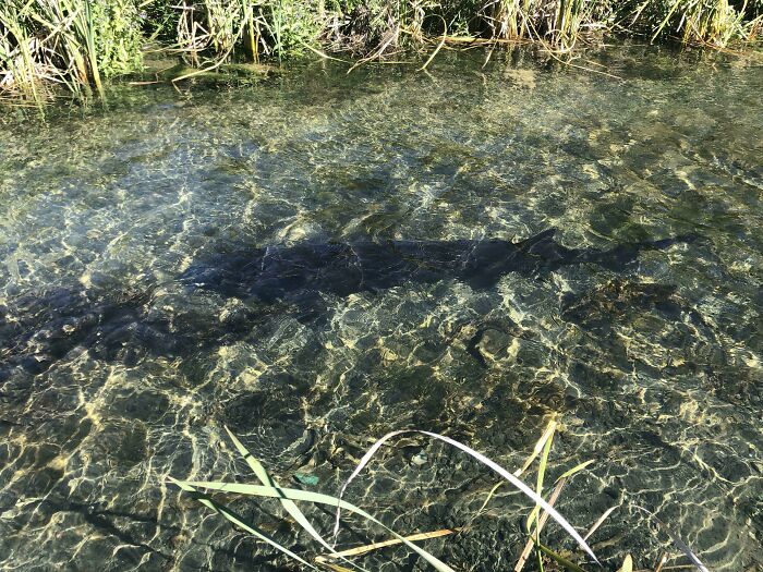 A Sturgeon That Lives Behind My House. Around 6 Feet Long