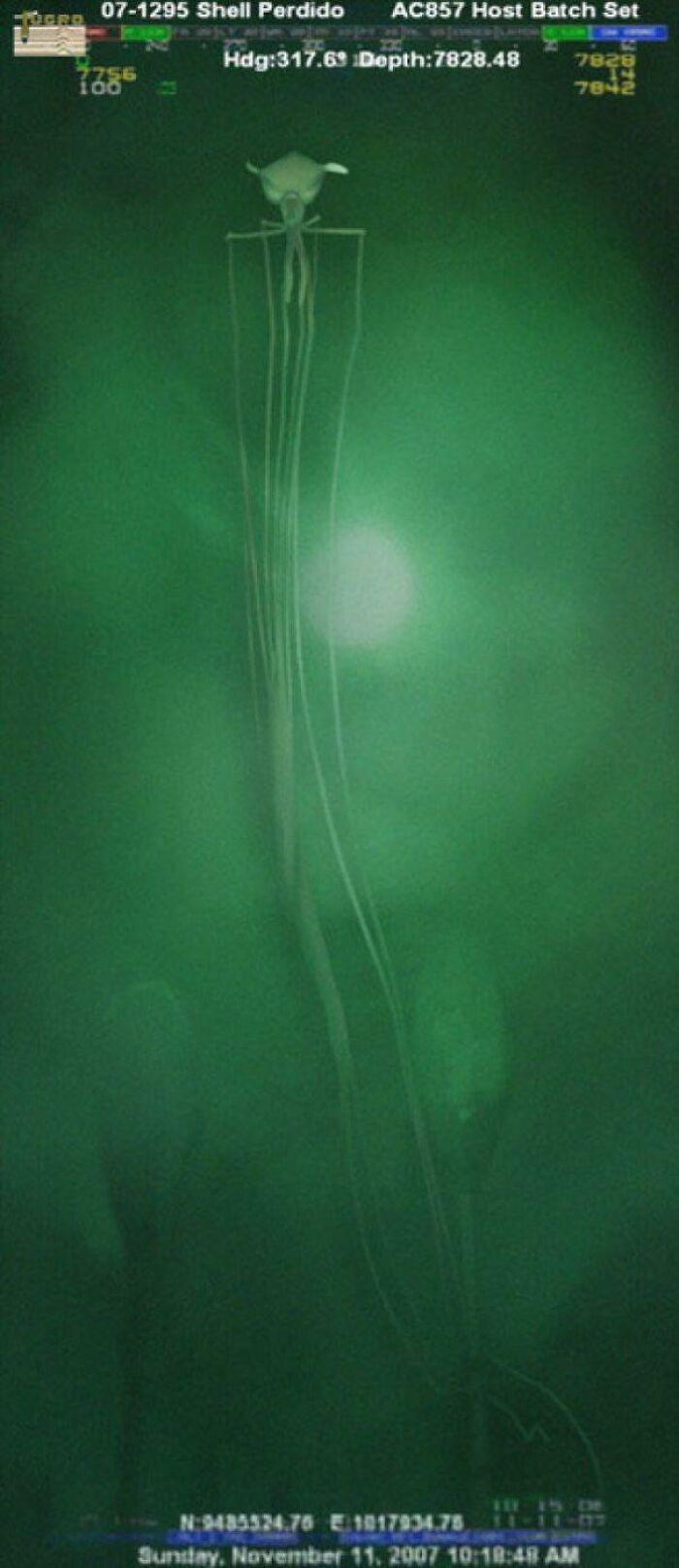 A Photo Of A Magnapinna Squid Captured By A Deep Sea Drilling Company. They Live So Deep In The Ocean That Very Little Is Know About This Creature