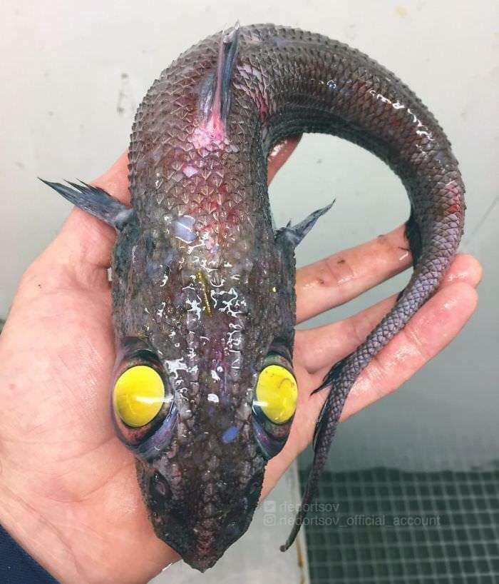 Un pescador ruso capturó un pez de aguas profundas que se ve claramente como una pesadilla