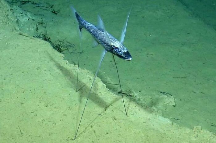 The Alien Tripod Fish And Its Strange Fins That Suspend It