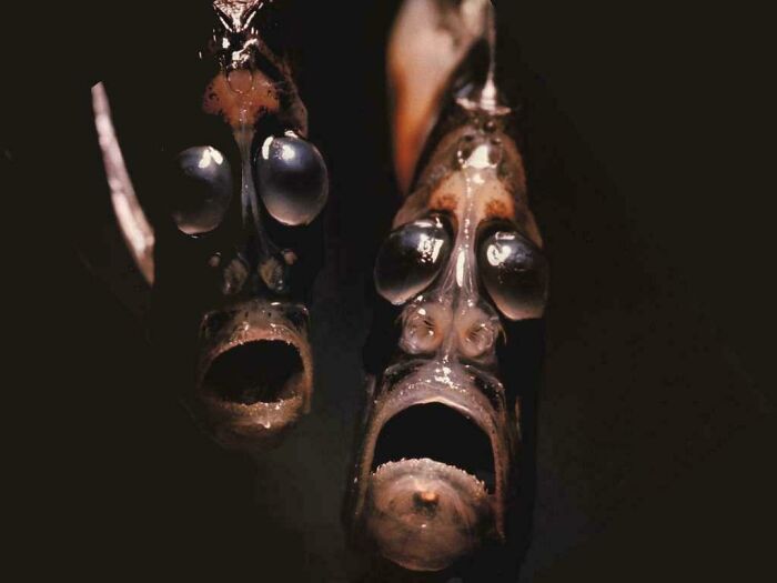 Hatchet Fish Faces Looking Like The Souls Of The Damned