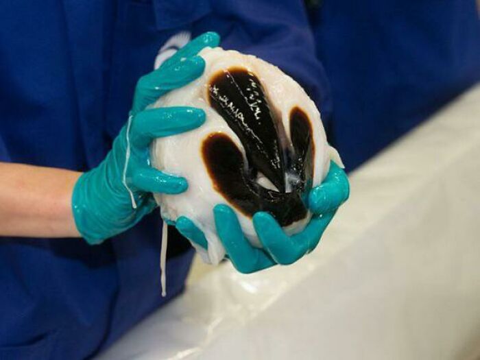 A Colossal Squid Beak. The Colossal Squid Is The Heaviest Invertebrate Alive, And It Uses The Beak To Defend Itself And Gouge Out Flesh