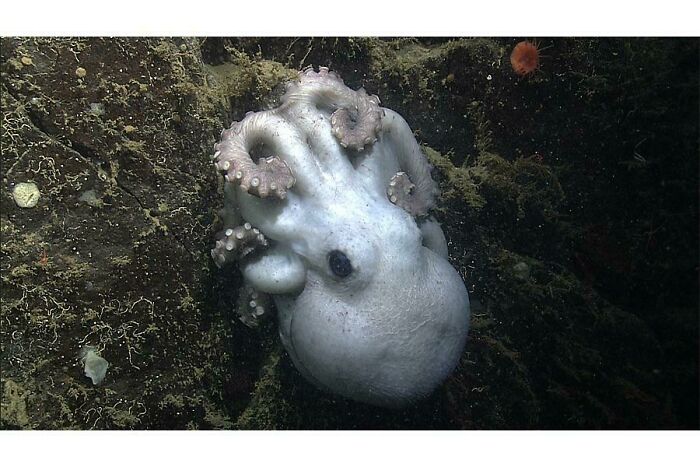 Deep Sea Octopus Broods Her Eggs For Over 4 Years - Longer Than Any Animal. Happy Mother’s Day Everyone! 