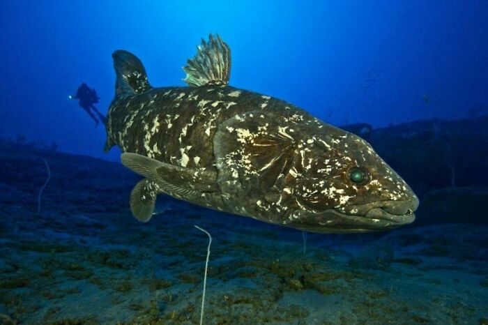 The Ancient One: The Coelacanth