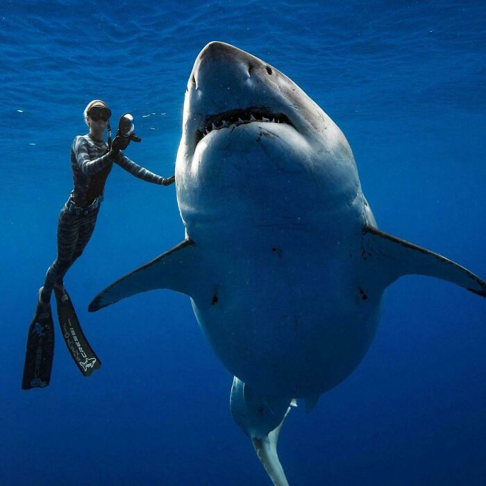 Deep Blue, uno de los más grandes tiburones blancos, vaga por el océano abierto