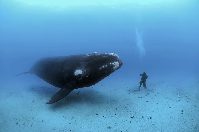 A Diver And A Southern Right Whale