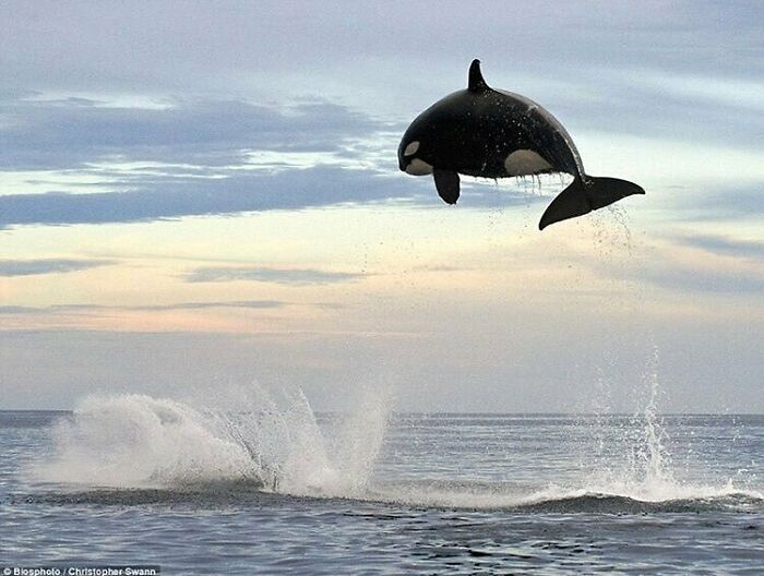 Una orca salta 4.5 metros de altura para atrapar a su presa, que es un delfín