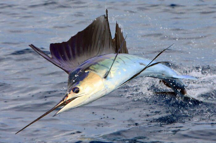 The Sailfish, Commonly Regarded As The Fastest Fish In The World. It Exceeds 110 Kilometres Per Hour. Another Candidate Is The Black Marlin