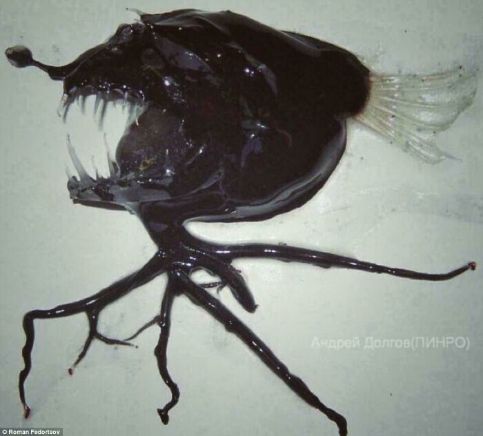 An Anglerfish Specimen Recovered From The Depths Is The Stuff Of Nightmares