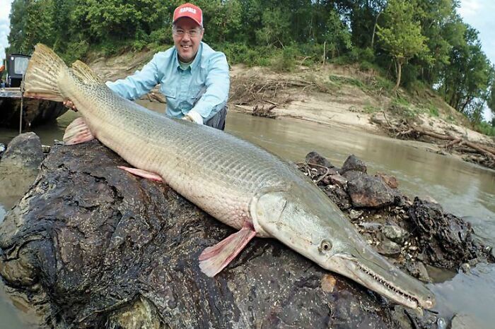 Alligator Gars Are Massive Apex Predators Of Freshwater Areas. Their Fossil Traces Back To The Cretaceous Era, True Primal Beasts. Just Imagine Feeling The Hide Scaly Hide Of That Thing