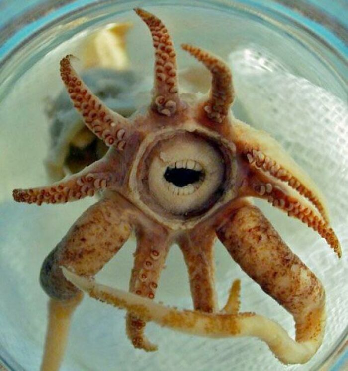 Have A Terrifying Picture Of A Squid With Seemingly Human Teeth. However, The Teeth Are Just Nodes Of Flesh