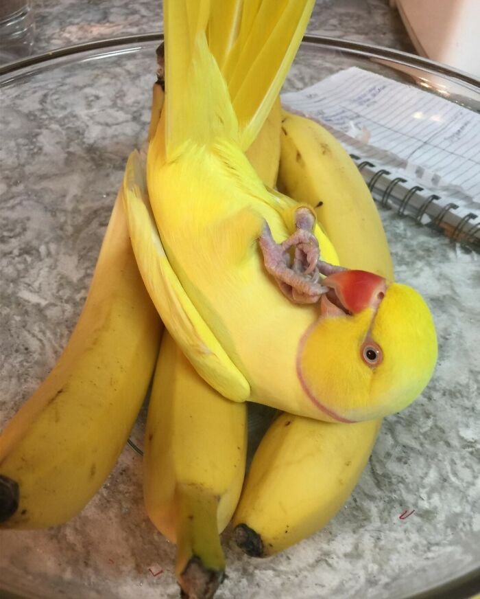 a yellow parrot lying in a bowl with bananas
