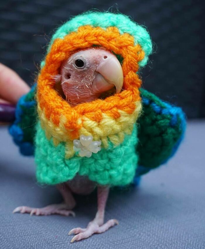A featherless parrot in a knitting coat with a hood