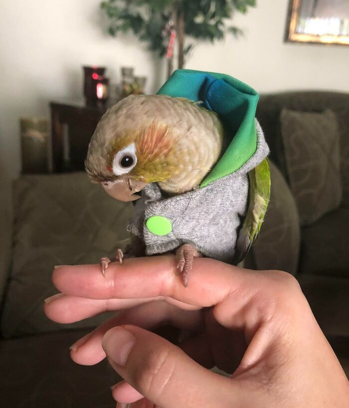 Put My Parrot In A Hoodie So She Can Stay Warm