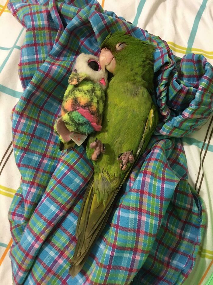 parrot sleeping together with her owl toy