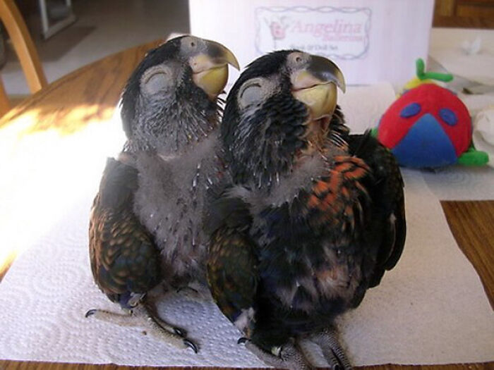 two baby parrots with closed eyes 