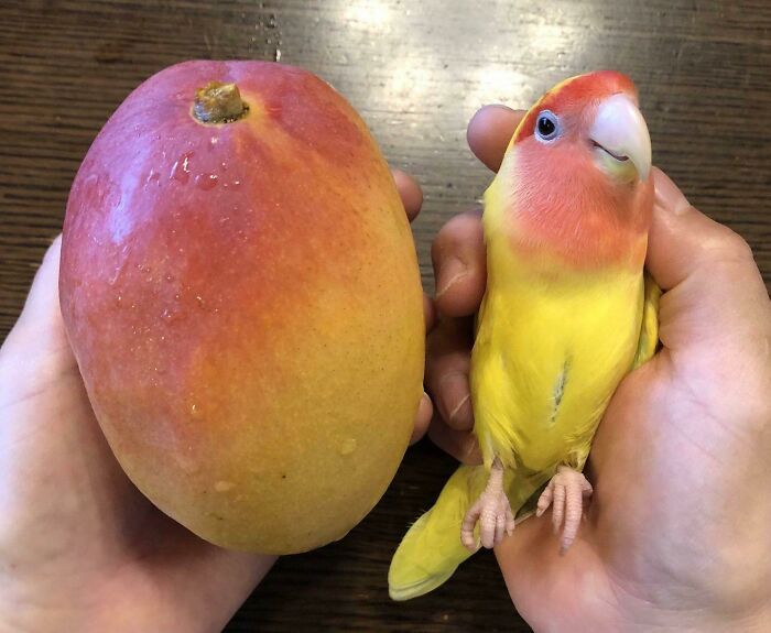 a mango and a parrot the same color as a mango lying in humans hands