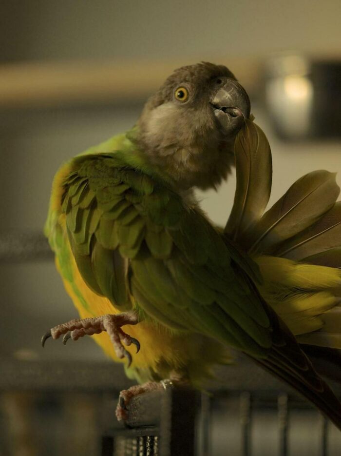 I Had No Clue How Big A Personality A Parrot Could Have Before I Got To Know This Silly Girl, Kermit