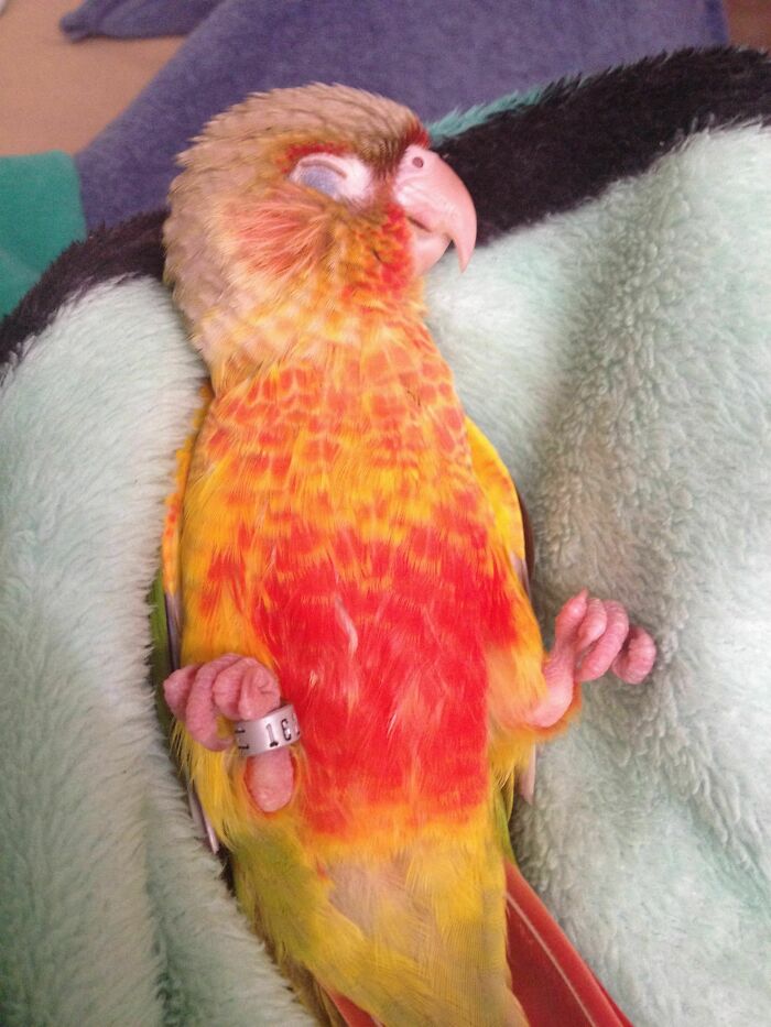 Вот как наша попугайка Фионна проводит время перед сном