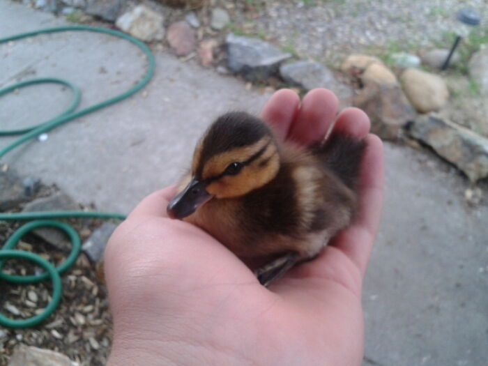 Do Baby Ducks Tickle Your Fancy?