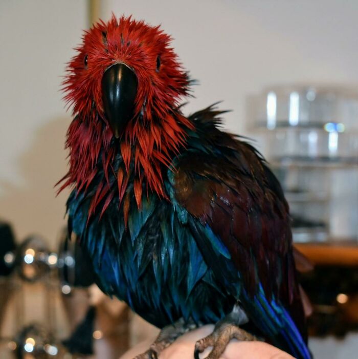 My Parrot Yveltal Right After A Long Shower